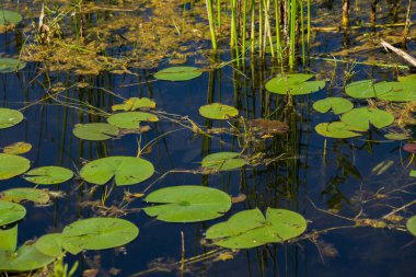 Göletteki balıklar ve etraftaki nilüferler - doğal bir rezervuar