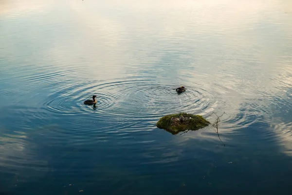 Ptak Podiceps Chroni Gniazdo Którym Leży Jajo Dzikie Zwierzęta — Zdjęcie stockowe