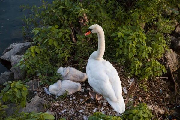 Cisne Branco Mãe Seus Cisnes Ninho Aves Selvagens Natureza — Fotografia de Stock