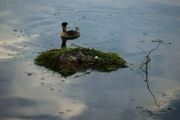 Podiceps Pássaro Protege Seu Ninho Que Ovo Encontra Aves Selvagens — Fotografia de Stock