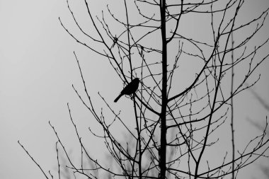 Siyah ve beyaz. Gri gökyüzüne karşı yapraksız bir ağaçta oturan bir kuş. dramatik ton, depresyon