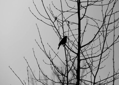 Siyah ve beyaz. Gri gökyüzüne karşı yapraksız bir ağaçta oturan bir kuş. dramatik ton, depresyon