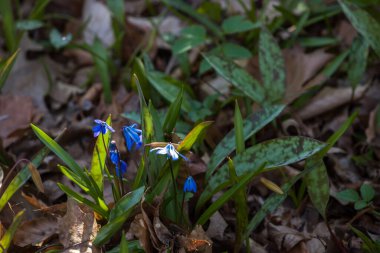 Çiçek açan arka plan, bulanık arkaplanda pembe çiçekler. Bahar havası, düğün, aşk 
