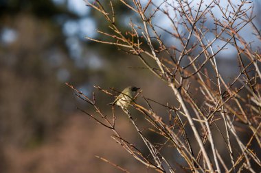 Yakut kaplama Kinglet kuşu yapraksız bir çalılıkta oturuyor. Küçük bir kuş.