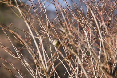 Yakut kaplama Kinglet kuşu yapraksız bir çalılıkta oturuyor. Küçük bir kuş.