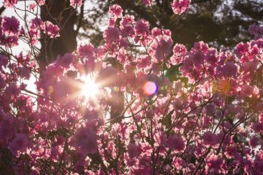 Çiçek açan arka plan, bulanık arkaplanda pembe çiçekler. Bahar havası, düğün, aşk 