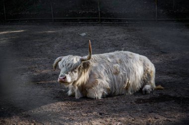 İskoç sığırları otlakta dinleniyor. Tek parmaklı hayvanlar otlar. Çiftlik hayvanları