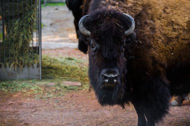 Amerikan bizonu otlağa yakın. Büyük, çift parmaklı memeliler. Kapalı bir yerde bir bufalo.