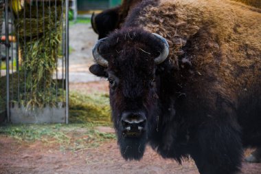 Amerikan bizonu otlağa yakın. Büyük, çift parmaklı memeliler. Kapalı bir yerde bir bufalo.
