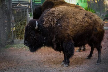 Amerikan bizonu otlağa yakın. Büyük, çift parmaklı memeliler. Kapalı bir yerde bir bufalo.
