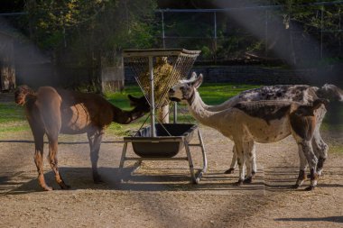 Lamalar otlakta saman yer. Tek parmaklı hayvanlar otlar. Çiftlik hayvanları