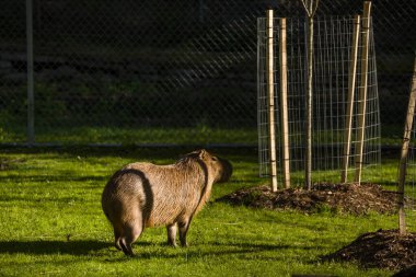 Capybara - en büyük kemirgen, ikiliyle yürüyor, gün batımında akşam ışığında, memeli, vahşi yaşam