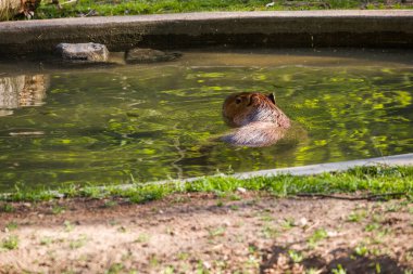 Capybara, en büyük kemirgen gün batımında akşam ışığı ile suda dinleniyor, memeli, vahşi yaşam