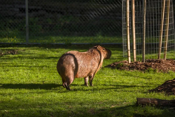 Capybara Büyük Kemirgen Ikiliyle Yürüyor Gün Batımında Akşam Işığında Memeli — Stok fotoğraf