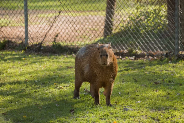 Capybara Grand Rongeur Marchant Avec Deux Soirée Coucher Soleil Mammifère — Photo