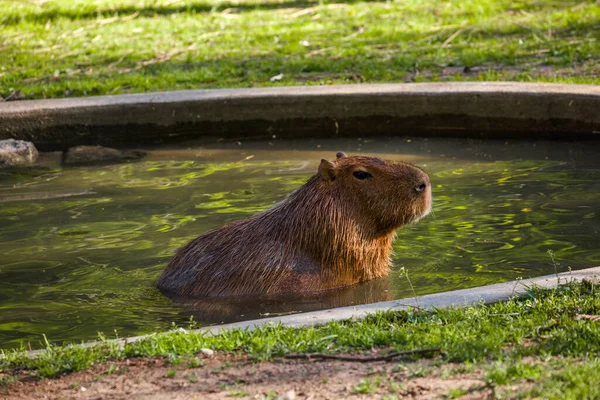 Capybara Büyük Kemirgen Ikiliyle Yürüyor Gün Batımında Akşam Işığında Memeli — Stok fotoğraf