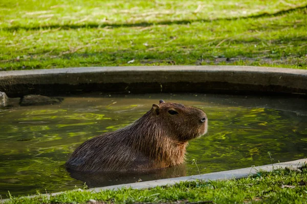 Capybara Büyük Kemirgen Gün Batımında Akşam Işığı Ile Suda Dinleniyor — Stok fotoğraf