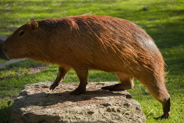  Capybara, en büyük kemirgen gün batımında akşam ışığı ile suda dinleniyor, memeli, vahşi yaşam
