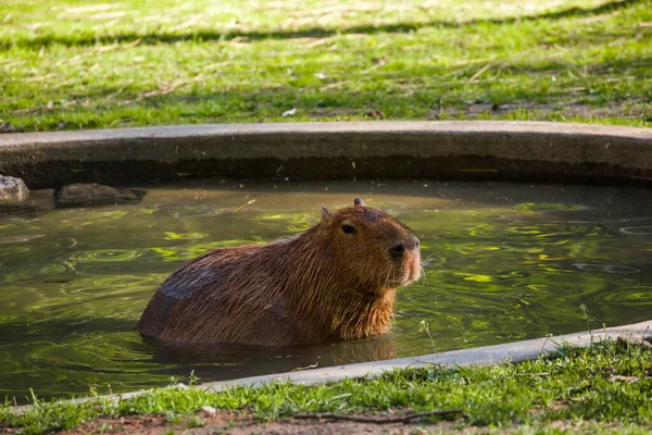 Capybara Büyük Kemirgen Gün Batımında Akşam Işığı Ile Suda Dinleniyor — Stok fotoğraf
