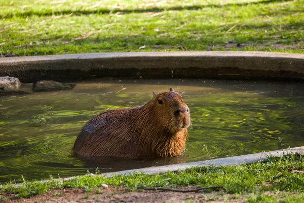 Capybara Büyük Kemirgen Gün Batımında Akşam Işığı Ile Suda Dinleniyor — Stok fotoğraf