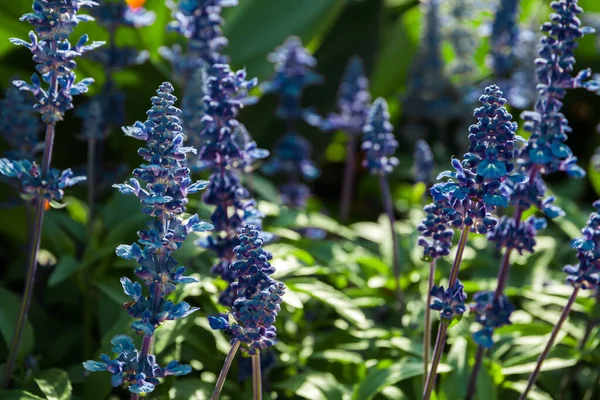 疏松的抽象花卉背景 宏观与模糊的背景 蓝色的花 — 图库照片