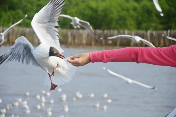 Gaivota voadora levando comida da mão — Fotografia de Stock