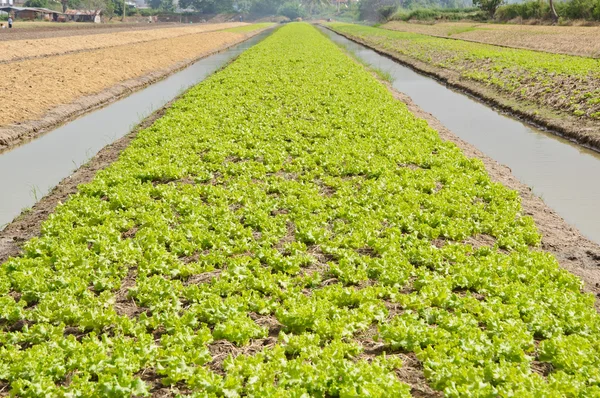 Agricoltura orticola con irrigazione ad acqua Foto Stock Royalty Free