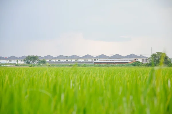 Prairie around village — Stock Photo, Image