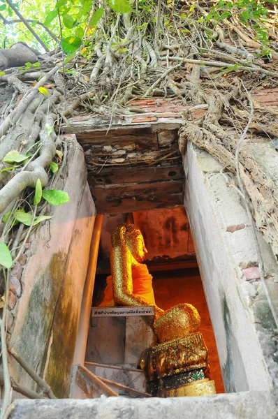 Bodhi árbol cubierta iglesia — Foto de Stock