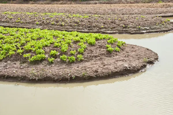 Sebze suyu sulama ile tarım — Stok fotoğraf