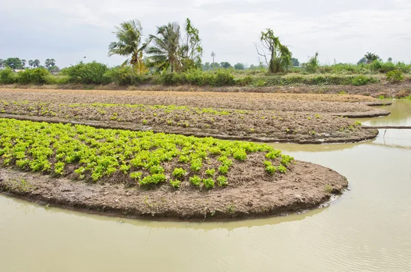 Yemyeşil bir alan marul Farm sulanan gerekir. — Stok fotoğraf