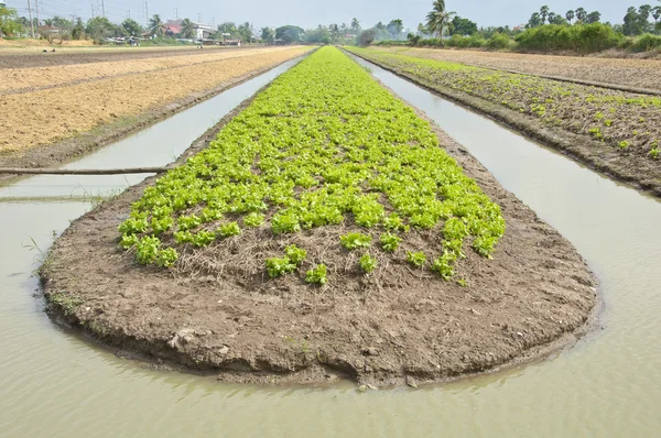 Vegetable farming with water irrigation — Stock Photo, Image