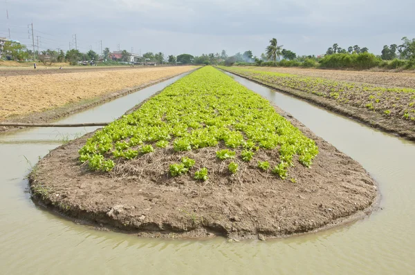 レタス農場の緑豊かなフィールドを灌漑する必要があります。. — ストック写真