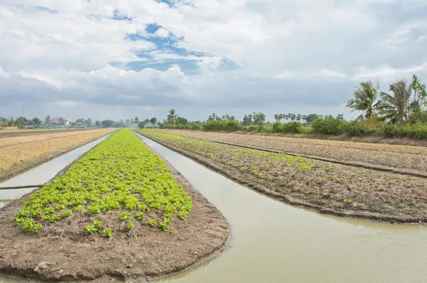 Yemyeşil bir alan marul Farm sulanan gerekir. — Stok fotoğraf