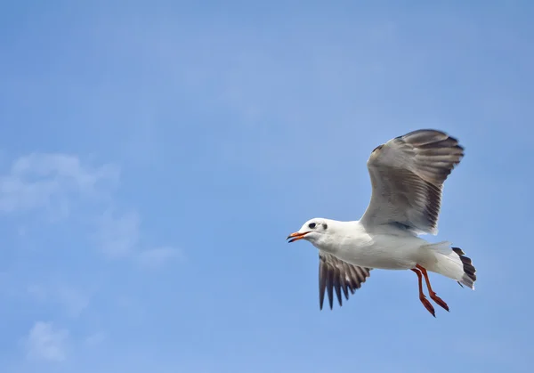 En mås flyger i den blå himlen — Stockfoto