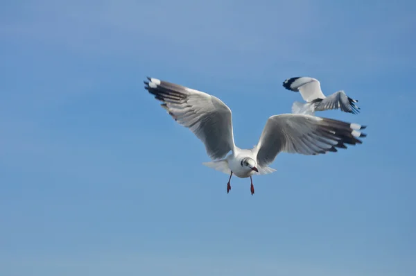 A gaivota voando no céu azul — Fotografia de Stock