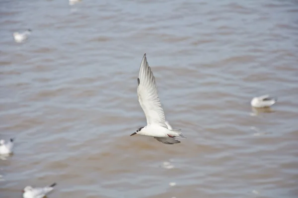 Una gaviota bebé volando en el cielo —  Fotos de Stock