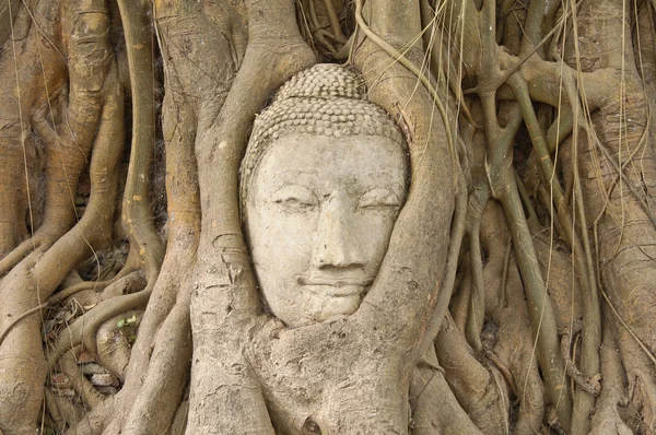 Head of sandstone buddha in the bodhi tree roots — Stock Photo, Image