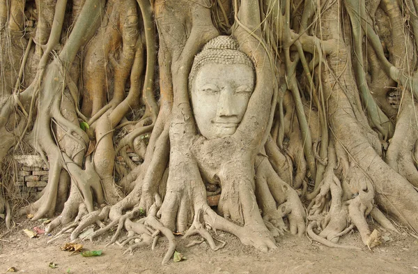 Head of sandstone buddha in the bodhi tree roots — Stock Photo, Image