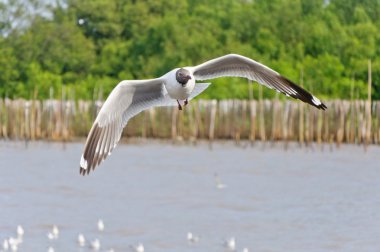 la gaviota blanca volando en el cielo sobre el mar