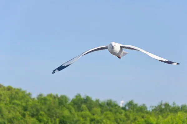 青い空を飛んでいるだけで白いかもめ — ストック写真