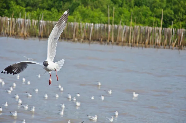 Gabbiano bianco solitario che vola nel cielo sopra il mare — Foto Stock