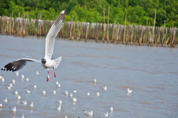 stock image Alone white seagull flying in the sky over the sea