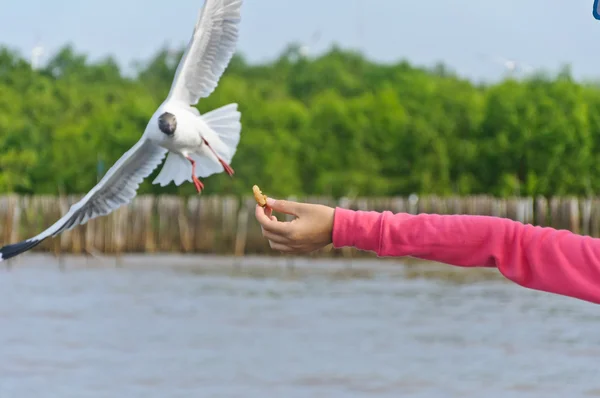 La gaviota blanca volando en el cielo tomando comida de la mano — Foto de Stock