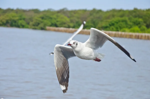 Vit Måsen flyger på himlen över havet — Stockfoto