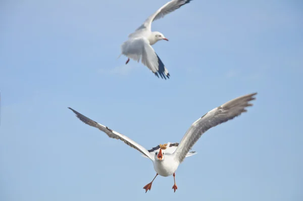 A gaivota branca pega comida no céu azul — Fotografia de Stock