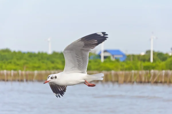 Vit Måsen flyger i himlen över havet — Stockfoto