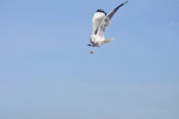 Gaivota branca solitária pegar comida no céu azul — Fotografia de Stock