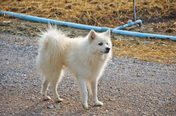 Λευκό σκυλί στέκεται στο σύμπλεγμα καλλιέργεια — Φωτογραφία Αρχείου