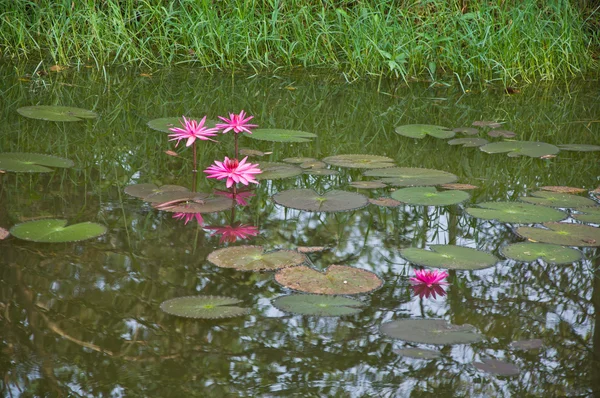 Rosa Lotus oder Seerose im Teich — Stockfoto